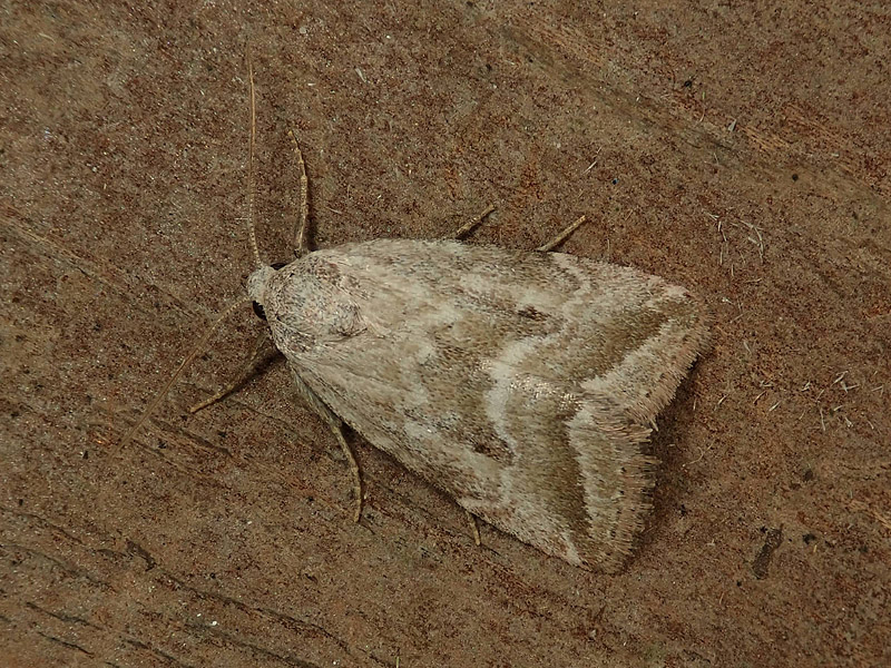 piccola falena da identificare